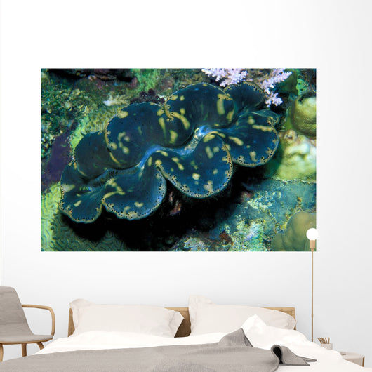 Giant Clam Tridachna Sp Wall Decal Design 1