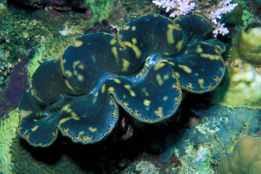 Giant Clam Tridachna Sp Wall Decal Design 1