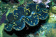 Giant Clam Tridachna Sp Wall Decal Design 1