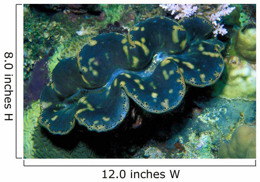 Giant Clam Tridachna Sp Wall Decal Design 1