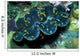 Giant Clam Tridachna Sp Wall Decal Design 1