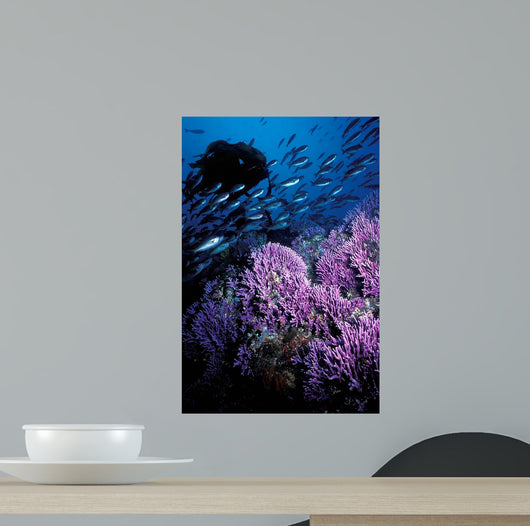California Hydrocoral Coronados Islands Wall Decal