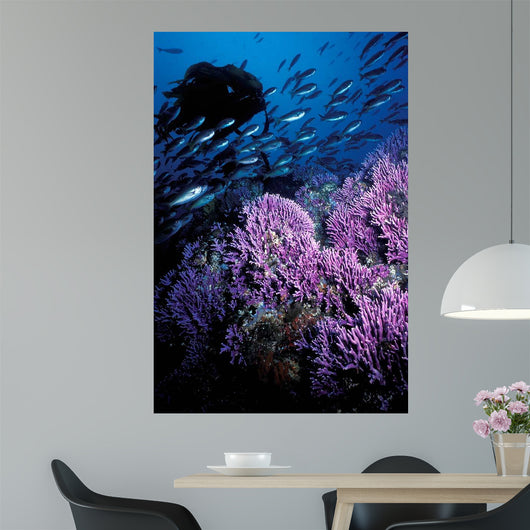 California Hydrocoral Coronados Islands Wall Decal