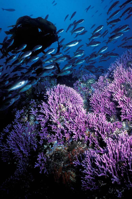 California Hydrocoral Coronados Islands Wall Decal