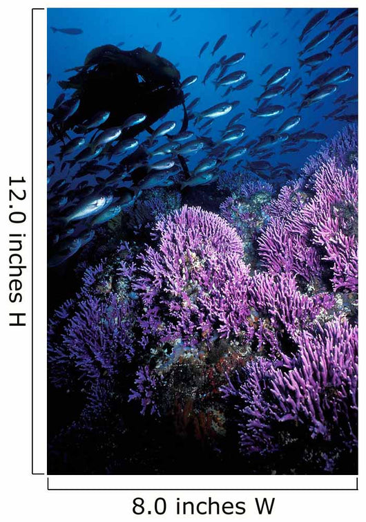 California Hydrocoral Coronados Islands Wall Decal