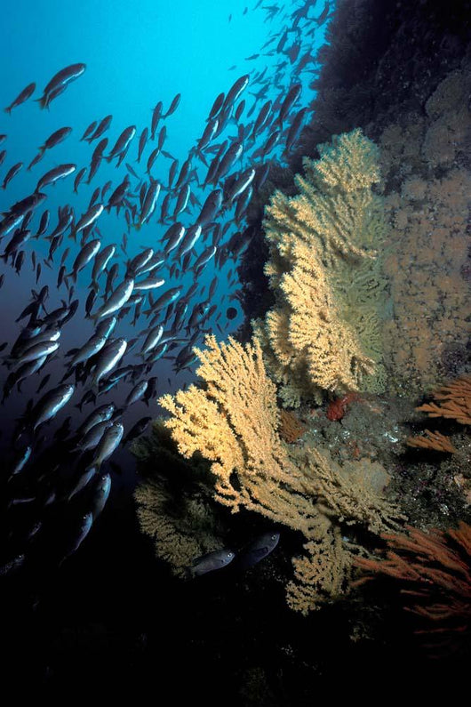 California Golden Gorgonian Coronados Wall Decal