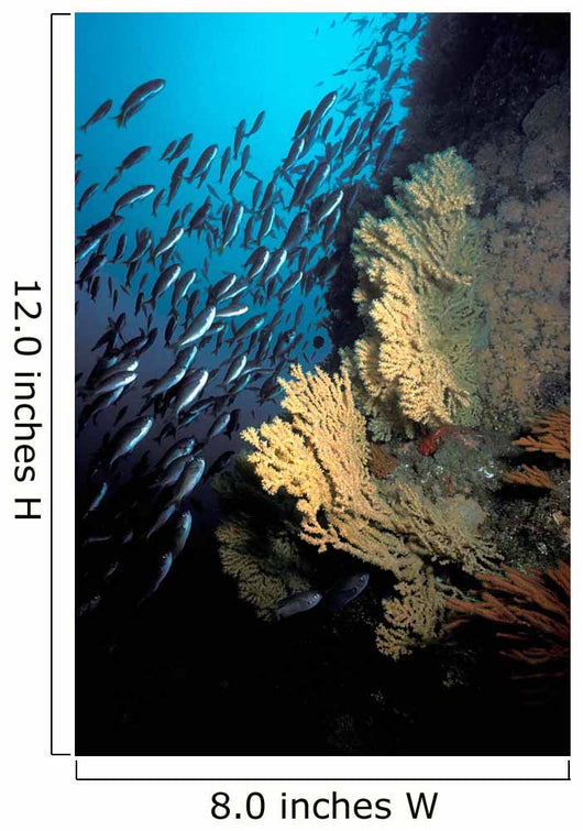 California Golden Gorgonian Coronados Wall Decal