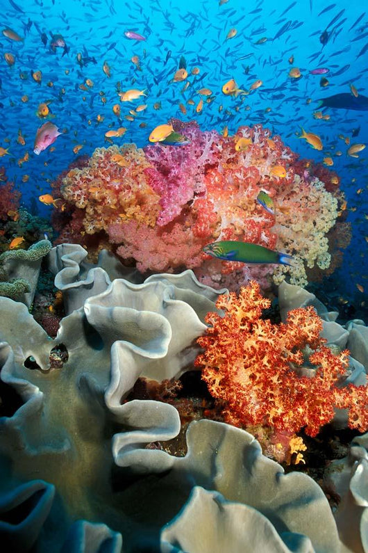 Tropical Coral Reef Fiji Wall Decal Design 8
