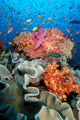 Tropical Coral Reef Fiji Wall Decal Design 8