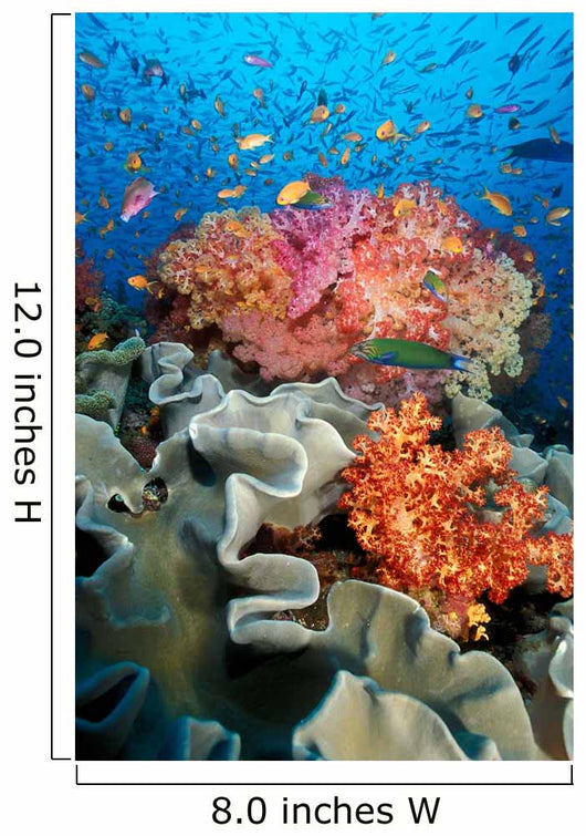 Tropical Coral Reef Fiji Wall Decal Design 8