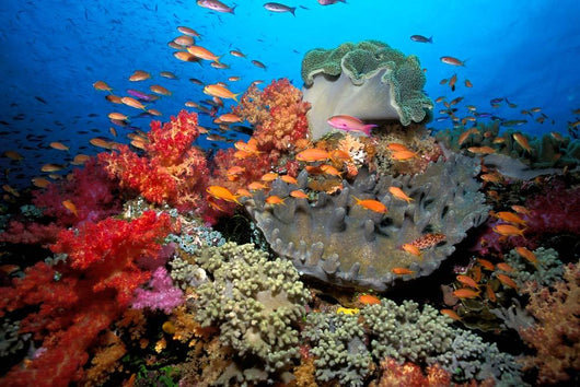 Tropical Coral Reef Fiji Wall Decal Design 7