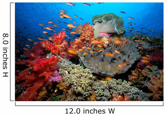 Tropical Coral Reef Fiji Wall Decal Design 7