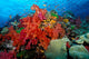 Tropical Coral Reef Fiji Wall Decal Design 6