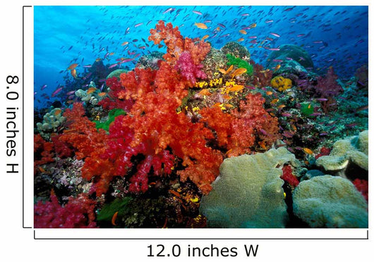Tropical Coral Reef Fiji Wall Decal Design 6
