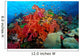 Tropical Coral Reef Fiji Wall Decal Design 6