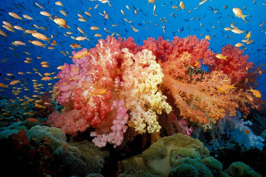 Tropical Coral Reef Fiji Wall Decal Design 5