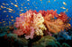 Tropical Coral Reef Fiji Wall Decal Design 5