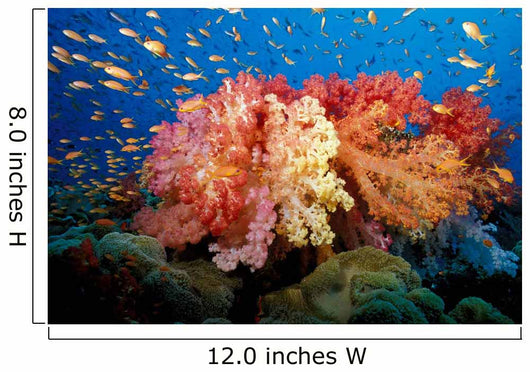 Tropical Coral Reef Fiji Wall Decal Design 5