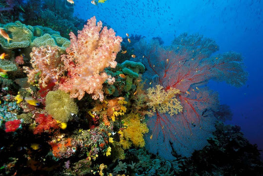 Tropical Coral Reef Fiji Wall Decal Design 4