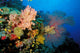 Tropical Coral Reef Fiji Wall Decal Design 4