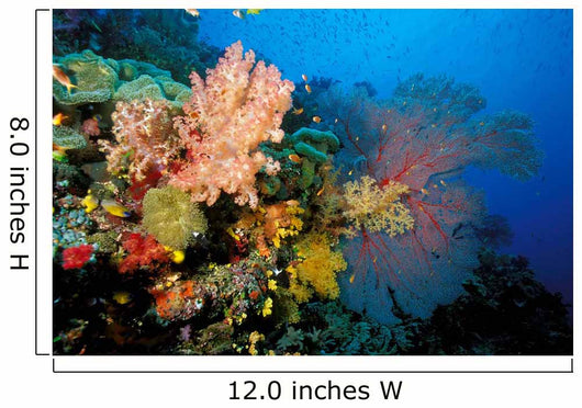 Tropical Coral Reef Fiji Wall Decal Design 4