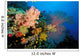 Tropical Coral Reef Fiji Wall Decal Design 4