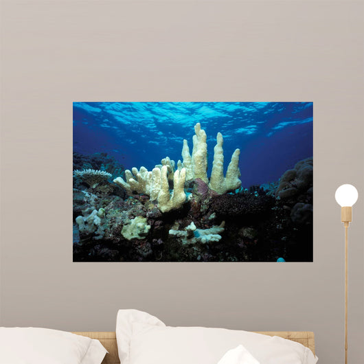 Climate Change Due to Wall Decal