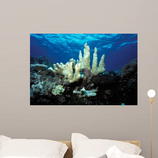 Climate Change Due to Wall Decal