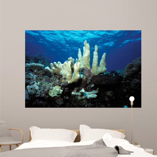 Climate Change Due to Wall Decal