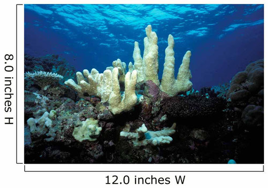Climate Change Due to Wall Decal