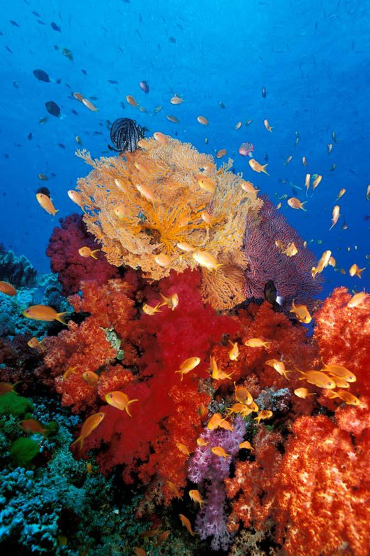 Tropical Coral Reef Fiji Wall Decal Design 3