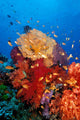 Tropical Coral Reef Fiji Wall Decal Design 3