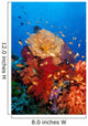 Tropical Coral Reef Fiji Wall Decal Design 3