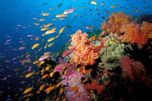 Tropical Coral Reef Fiji Wall Decal Design 2