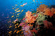 Tropical Coral Reef Fiji Wall Decal Design 2
