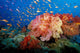 Tropical Coral Reef Fiji Wall Decal Design 1
