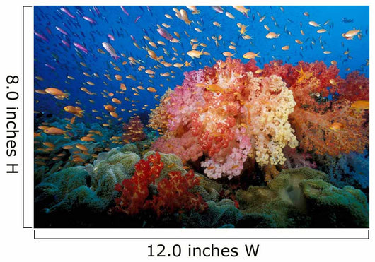 Tropical Coral Reef Fiji Wall Decal Design 1