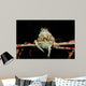 Japanese Spider Crab Macrocheira Wall Decal Design 4
