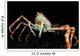Japanese Spider Crab Macrocheira Wall Decal Design 3