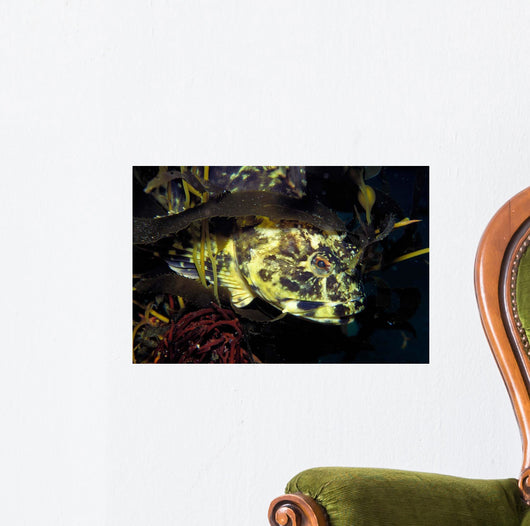 Cabezon Fish California Pacific Wall Decal