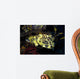 Cabezon Fish California Pacific Wall Decal