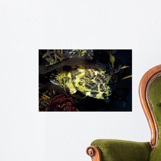 Cabezon Fish California Pacific Wall Decal