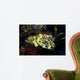 Cabezon Fish California Pacific Wall Decal