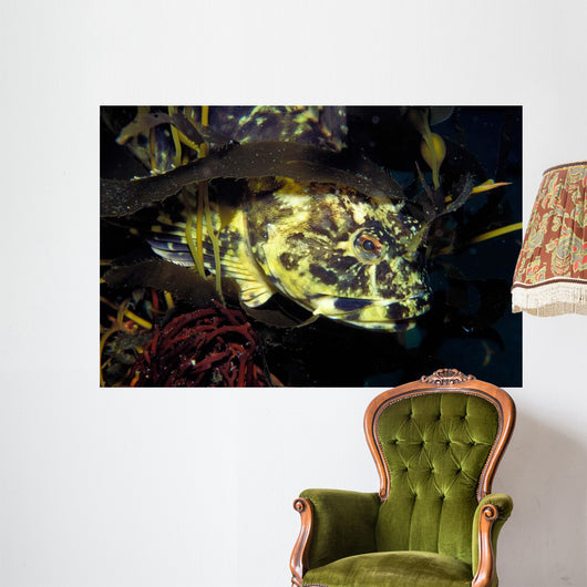 Cabezon Fish California Pacific Wall Decal