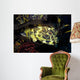 Cabezon Fish California Pacific Wall Decal