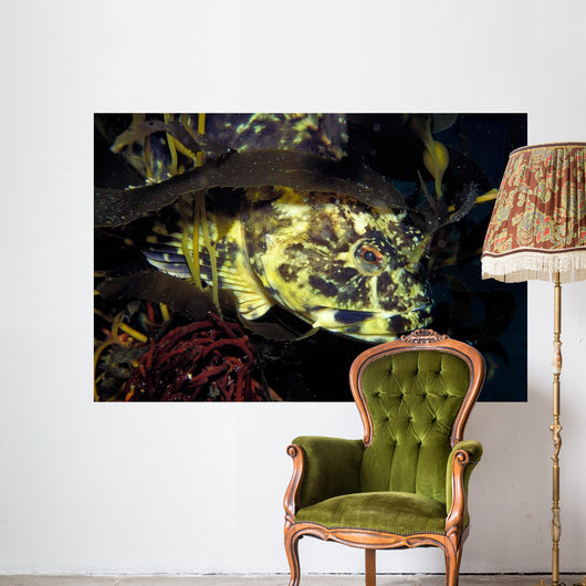 Cabezon Fish California Pacific Wall Decal