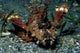 Caledonian Stinger Is Ambush Wall Decal