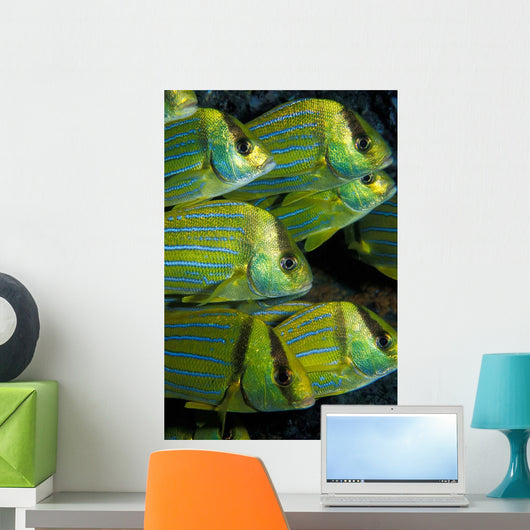 Panamic Porkfish Anisotremus Taeniatus Wall Decal