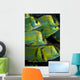 Panamic Porkfish Anisotremus Taeniatus Wall Decal