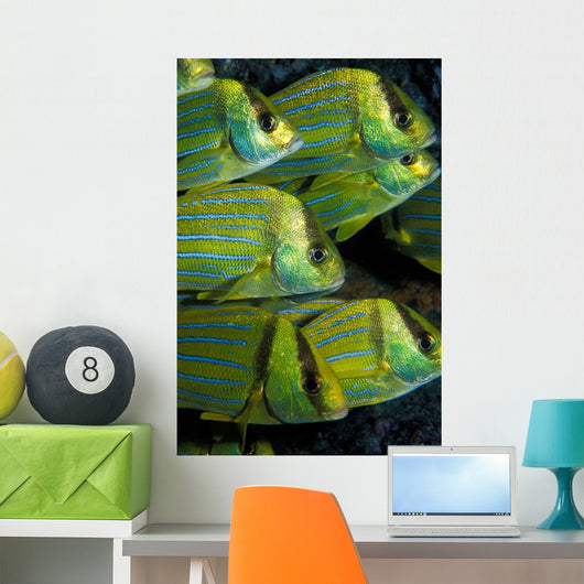Panamic Porkfish Anisotremus Taeniatus Wall Decal